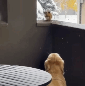Squirrel befriends dog. When she fully trusts him she brings her babies to meet him
