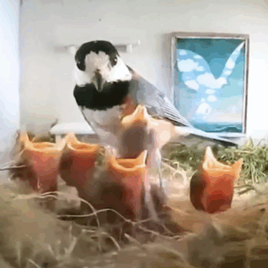 Woman places camera inside birdhouse and captures ‘incredible’ footage of growing bird family